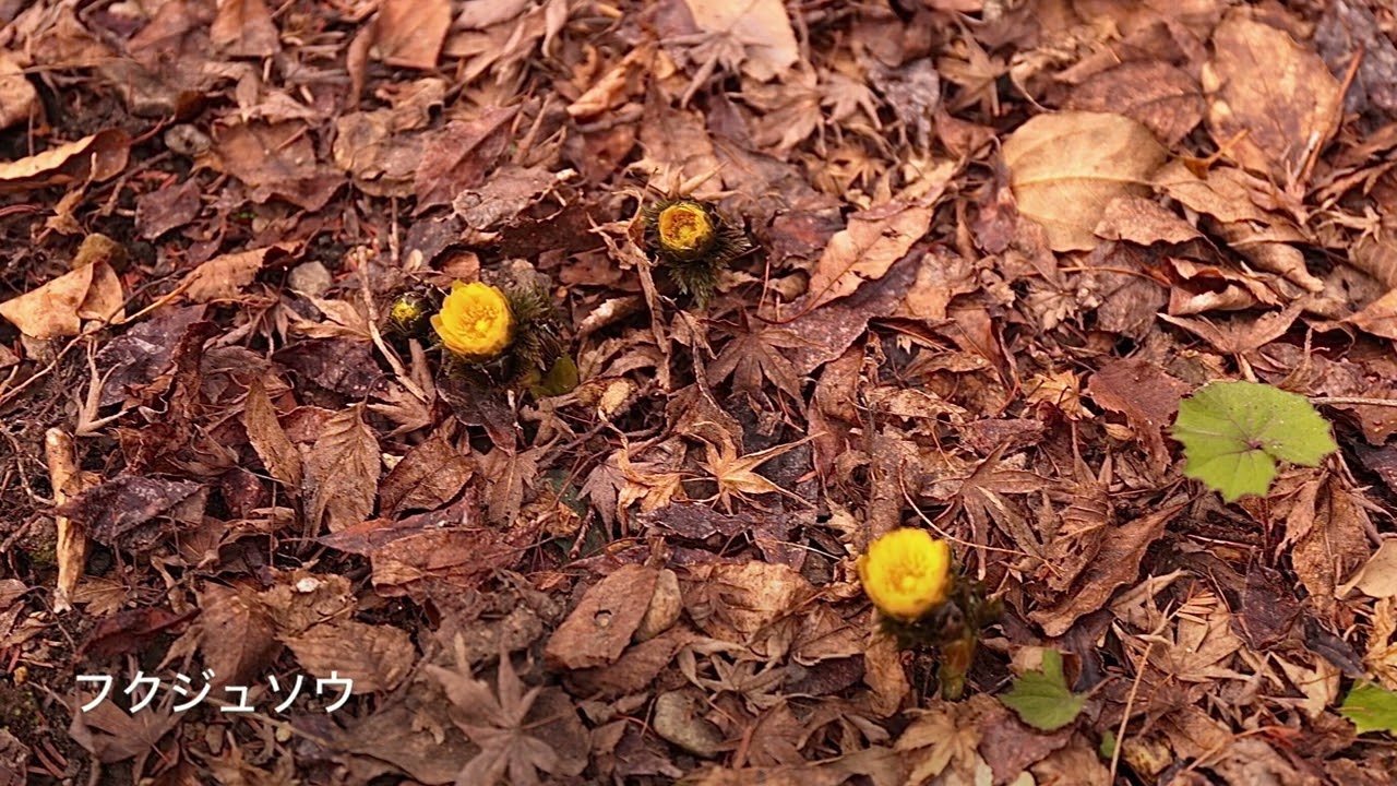 京都をウロウロ❣️ 花散歩 in 京都府立植物園　０２／１４／２０２６ Ⅱ