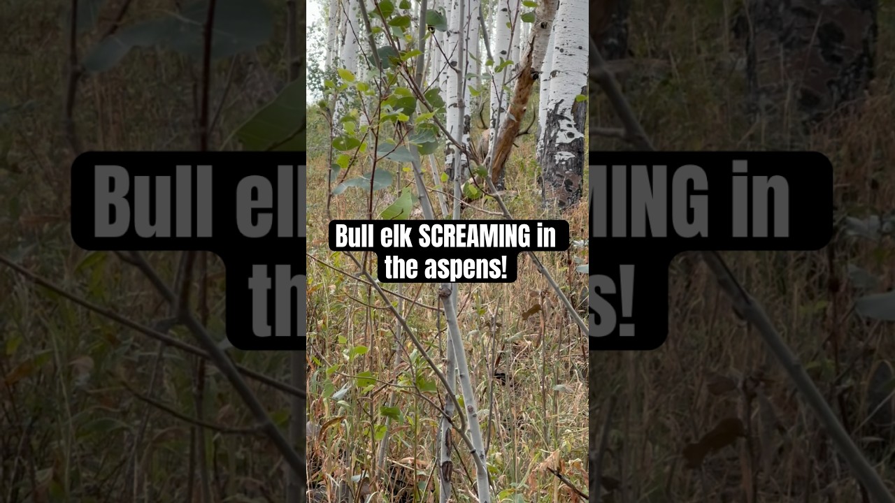 Bull elk screaming in the aspens!