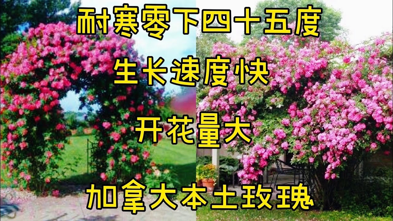 最耐寒的爬藤玫瑰，抗病性好，开花量大。威廉.巴芬/William Baffin Climbing Rose。【莎拉养花】