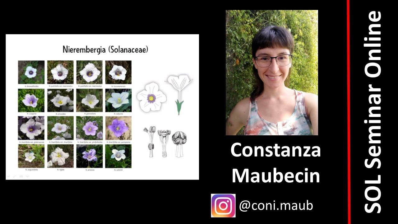 Constanza Maubecin - Pollination by oil-collecting bees and floral evolution in genus Nierembergia