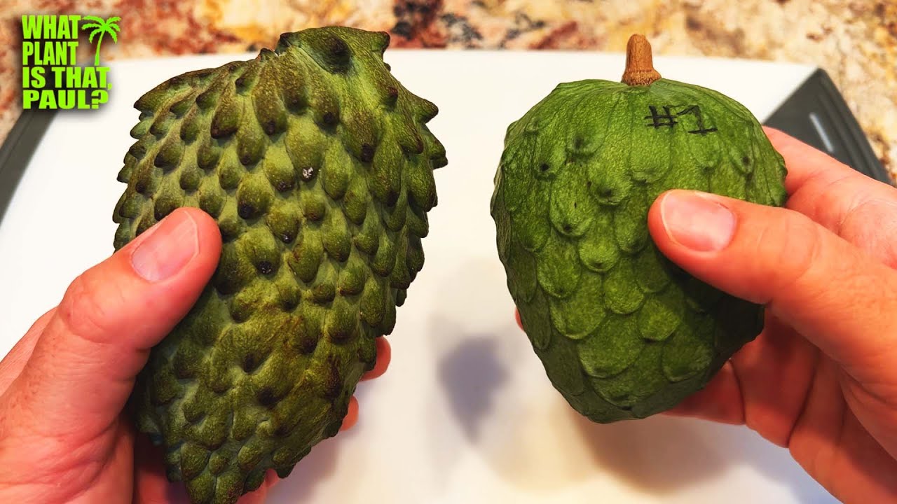 ATEMOYA HYBRID (African Pride X cherimoya pollen) Leo’s #3 / TASTING and REVIEW / GUESS the BRIX?