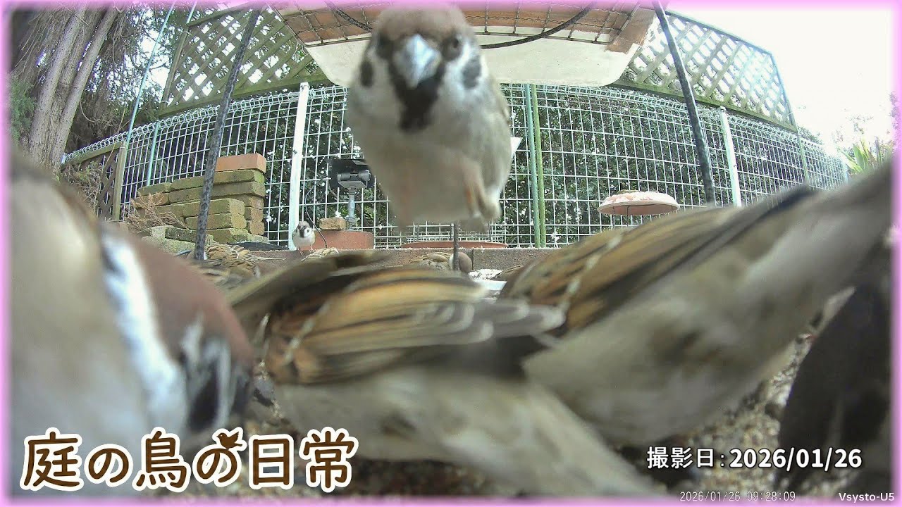 【庭の鳥の日常】(26,01,26) ミカンの代わりにゼリーを１個増加