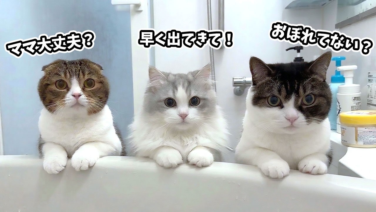 ママが久しぶりに長風呂していたら猫が心配してこうなった…w
