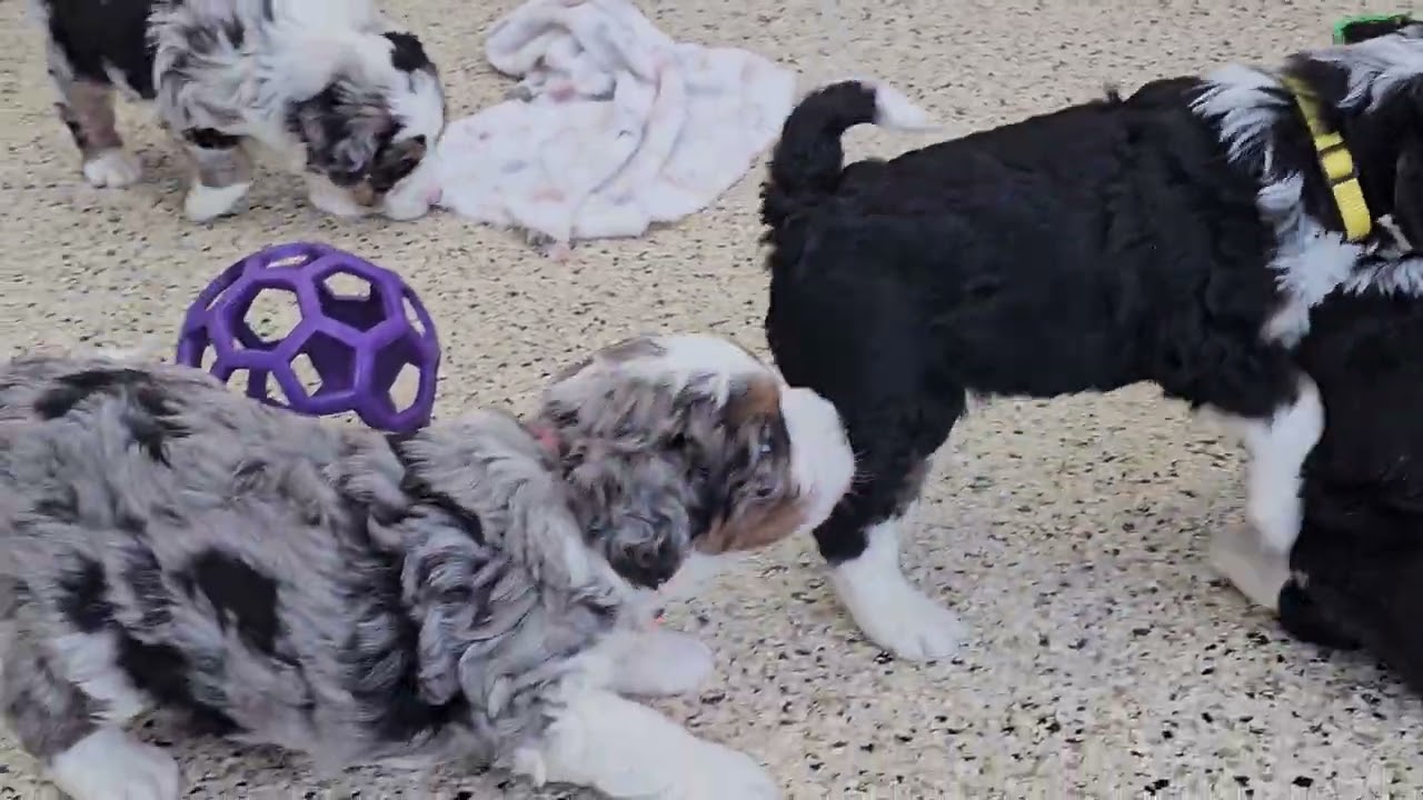 Cute Puppy Video Bessie & Diamond Mini Bernedoodle puppies 