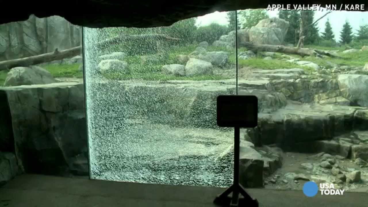 Grizzly bear shatters glass barrier at Minnesota Zoo