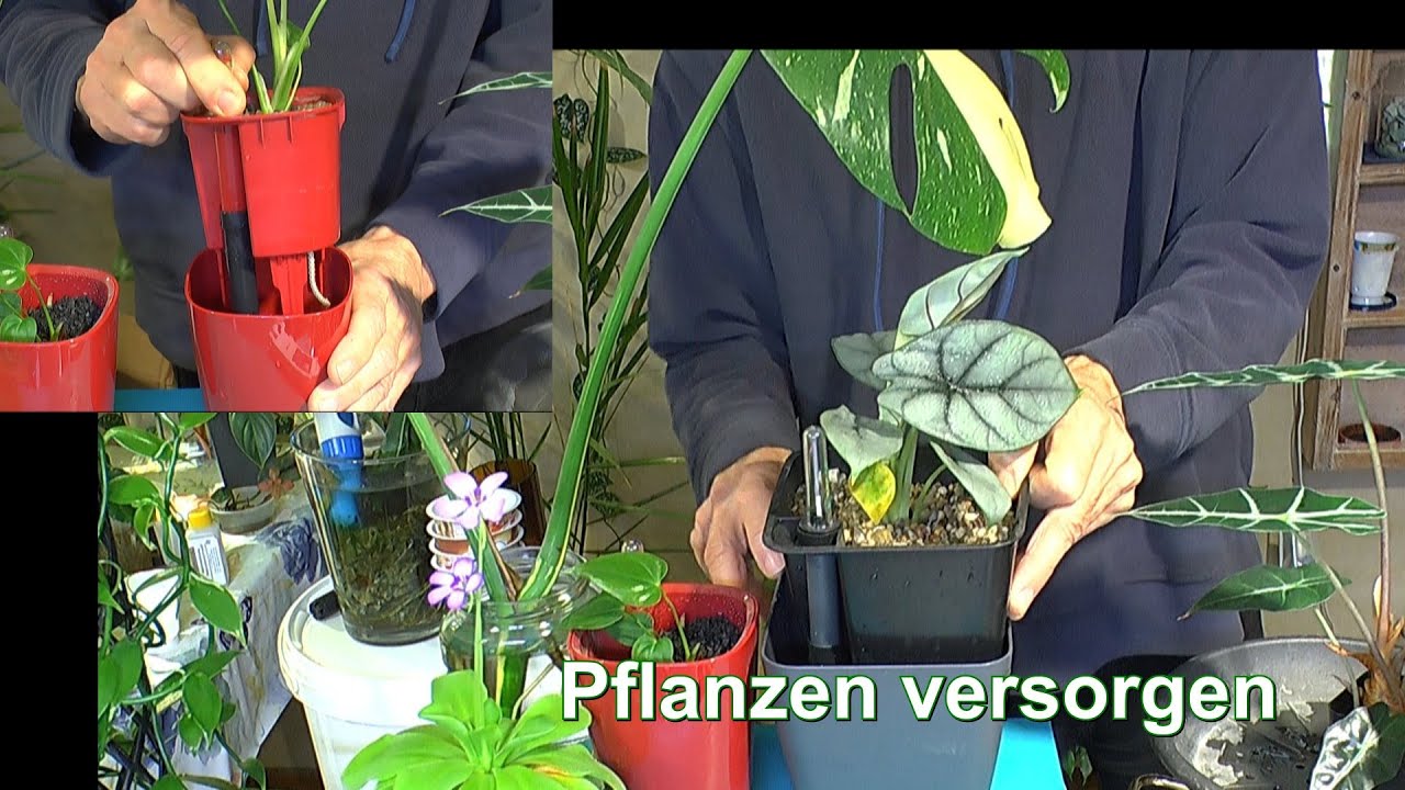 Pflanzen versorgen und einpflanzen Zimmerpflanzen Erlebniswelt in der Umbruchphase