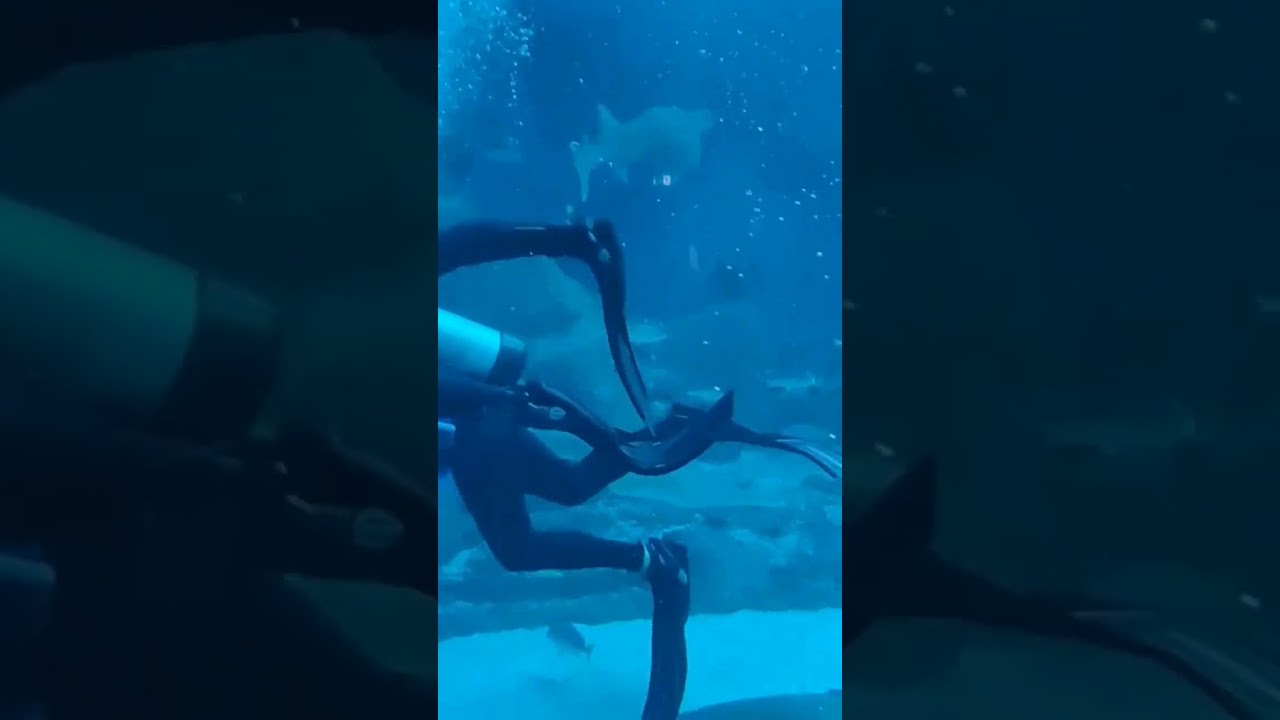 S. E. A. Aquarium Singapore | Well maintained with lot of Sea animals and creatures 