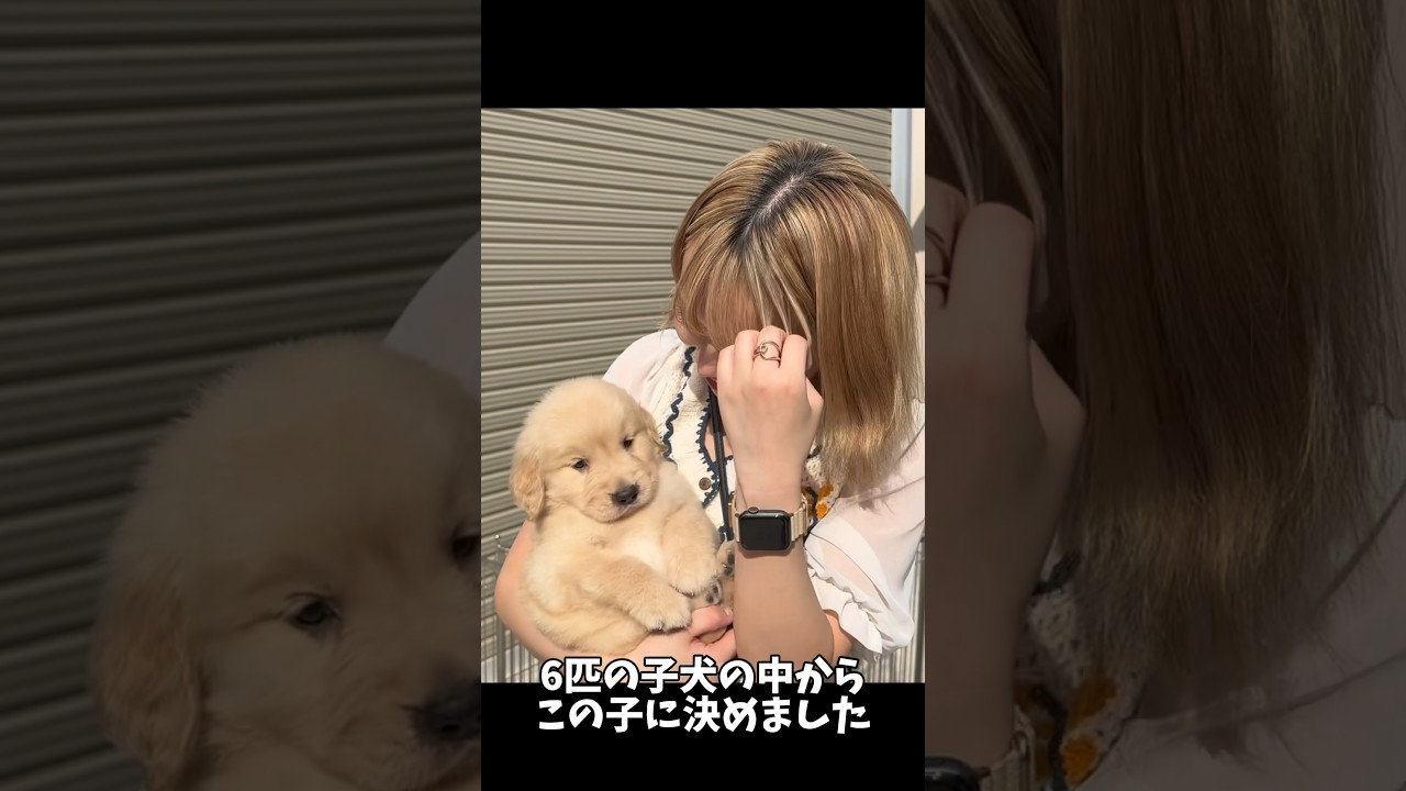 27歳独身一人暮らし女、ゴルパピをお迎えします！ #ゴールデンレトリバー #ゴールデンレトリバーのいる生活 #ゴールデンレトリバーパピー #ゴルパピ #大型犬 #ゴールデンレトリバーのいる暮らし