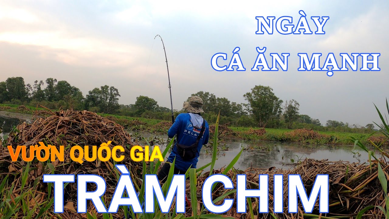 Một ngày câu cá lóc tại VQG Tràm Chim. Cá ăn mạnh (Tập 9). #caloc62-40 #fishingtv62