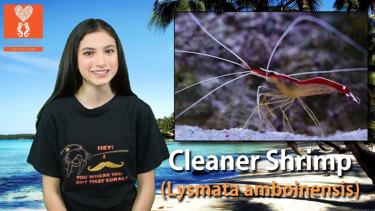 Cleaner Shrimp (Lysmata amboinensis) reef safe invertebrate.