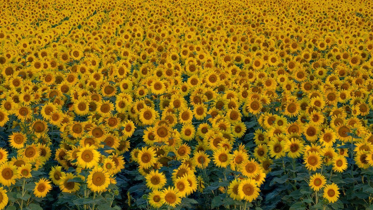 Nikon D850 Focus Shift Landscape Sunflower Field and Photoshop Post Production Stacking