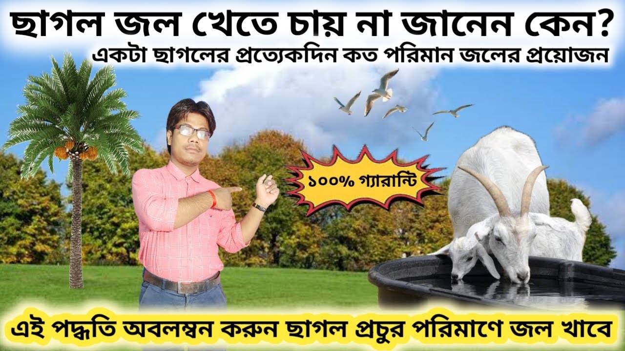 ছাগলকে বেশি জল খাওয়ানোর পদ্ধতি | Method of watering goats | black bengal goat farming profit