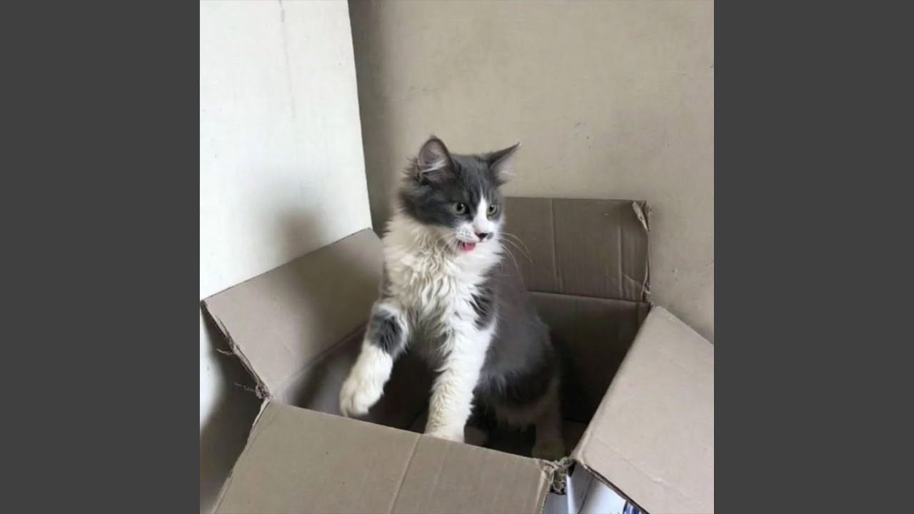Dancing With Kitties