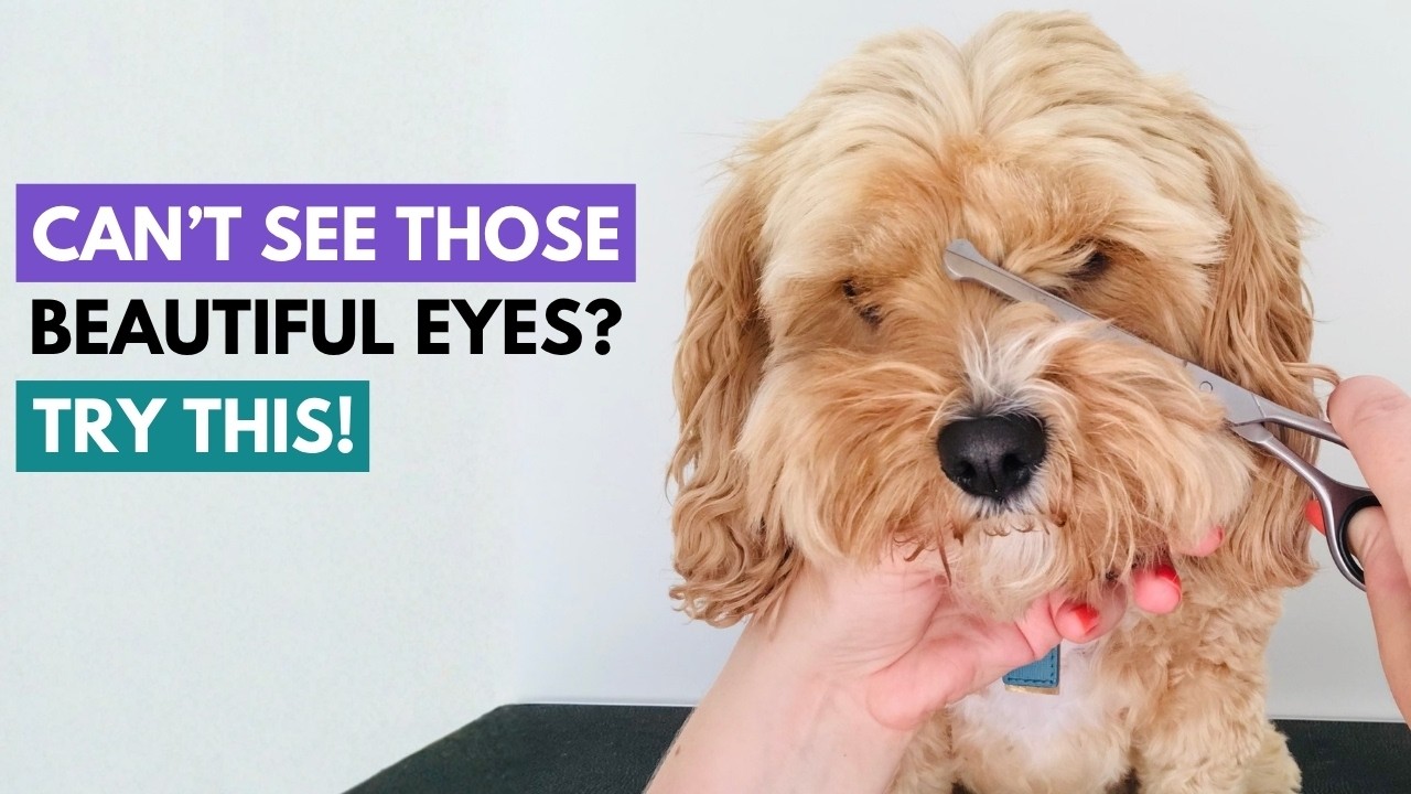 How To Trim The Fur Between Your Dog's Eyes | Home Dog Grooming Tips