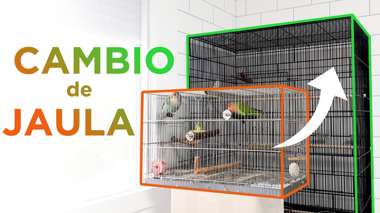 3 consejos para que se adapte a su nueva jaula | Agapornis, ninfas, periquitos...