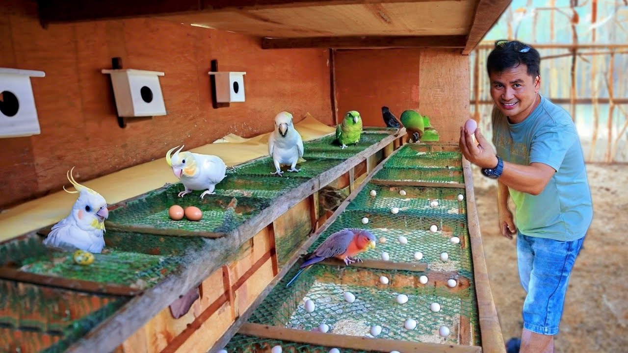 My Natural Aviary of Cockatiel Birds & New Babies - A Closer Look at Thousands of Catfish Transfer!!