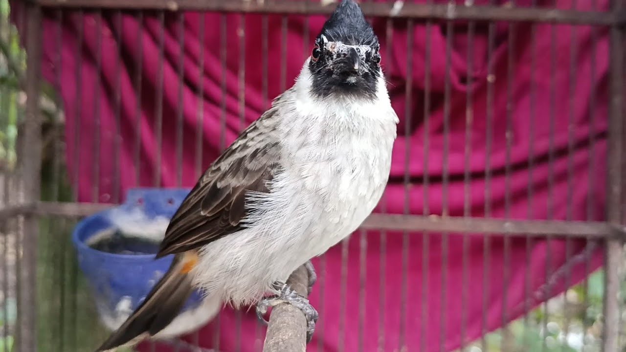 Nyanyian Burung kutilang untuk pancingan