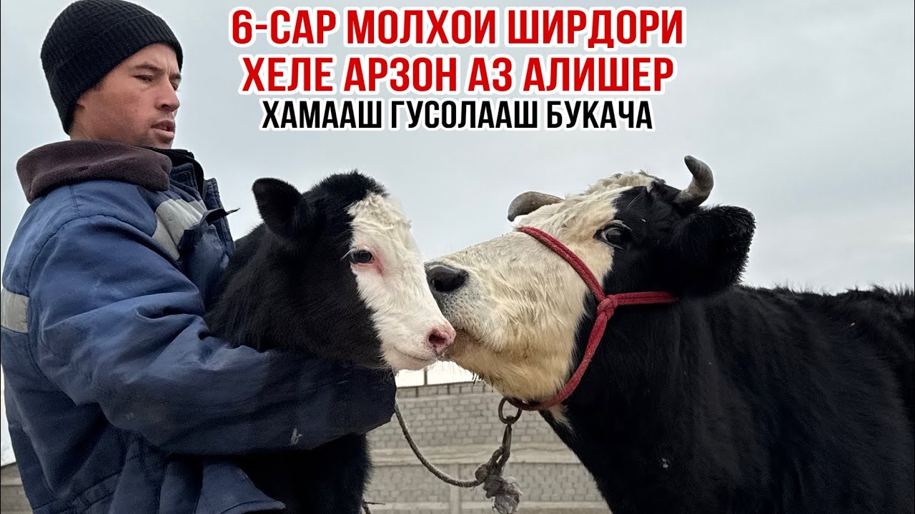 6-САР МОЛҲОИ ОЧА БАЧАИ АРЗОН АЗ АЛИШЕР 5 февраля 2026 г.