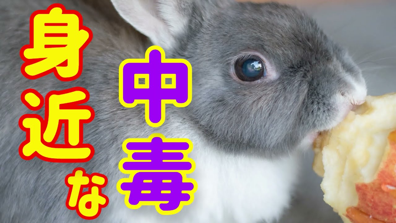 【うさぎの中毒】うさぎにとっての身近な毒物 #42  うさぎの病気 Vol.16