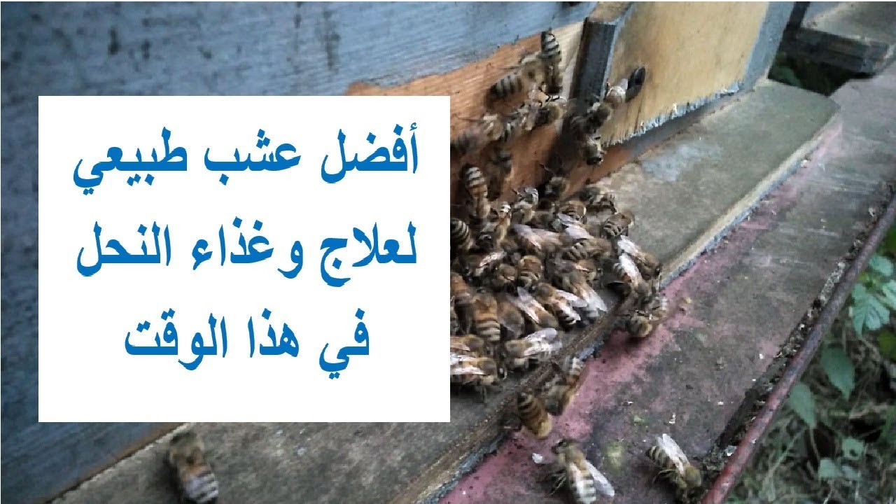 أفضل عشب طبيعي لعلاج وغذاء النحل الآن