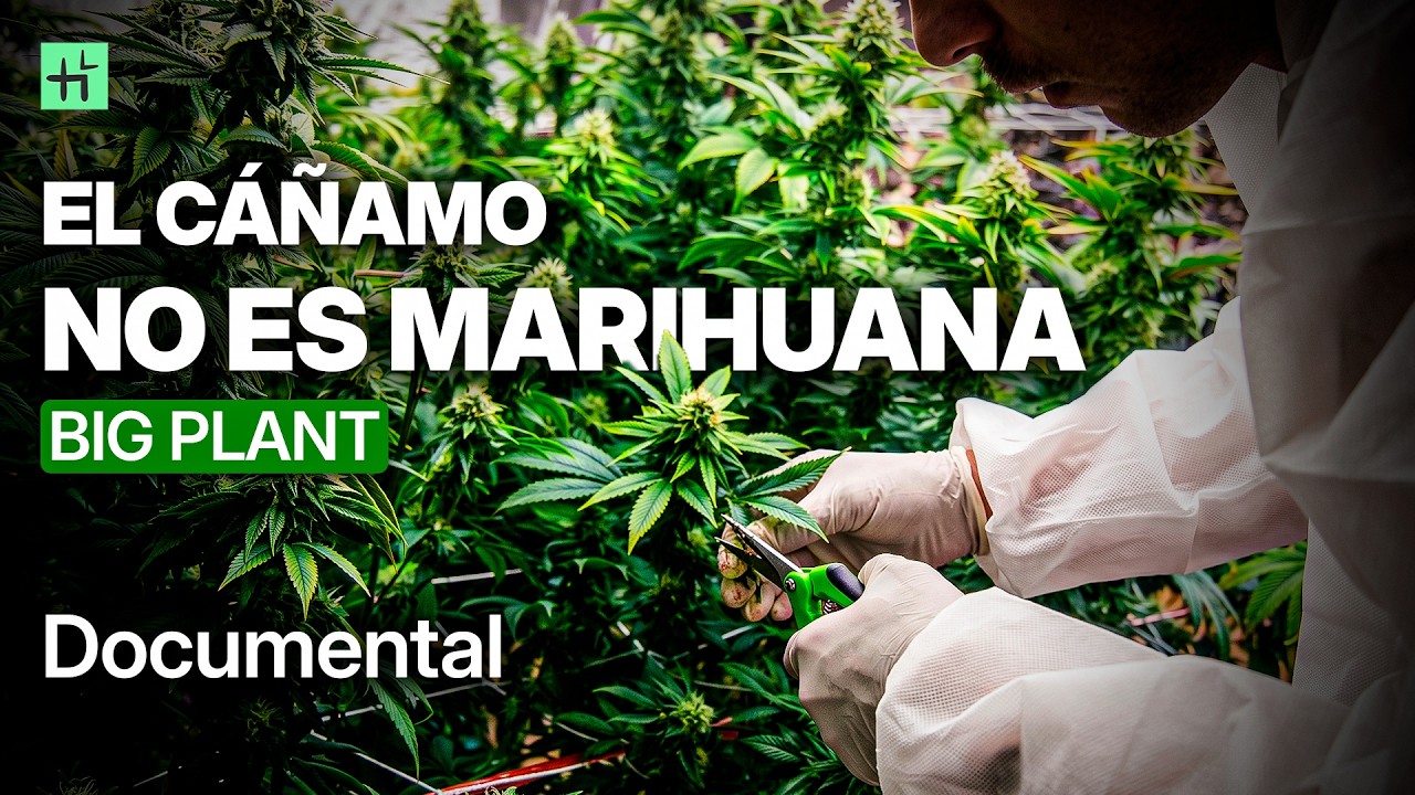 Big Plant: el c&aacute;&ntilde;amo no es marihuana - Documental completo 2025 (Espa&ntilde;a)