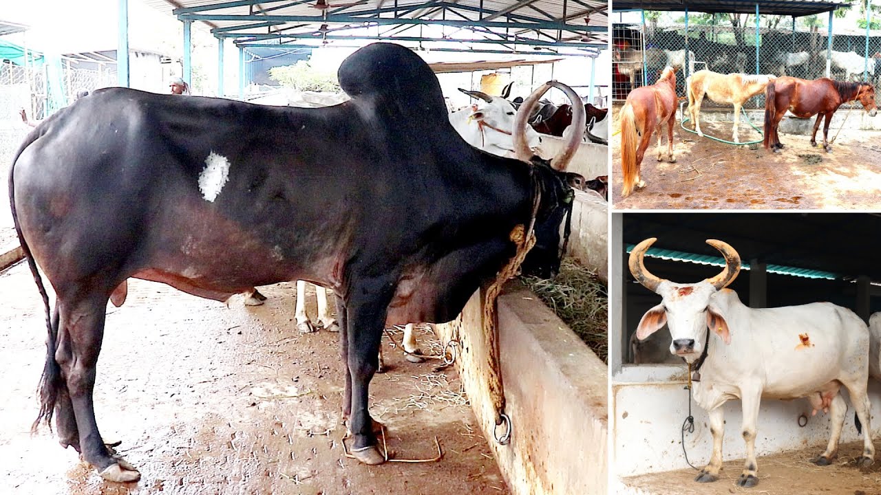 தமிழ் நாட்டில் இப்படி ஒரு கோசாலை ! - 500'கும் மேற்ப்பட்ட மாடுகள்!