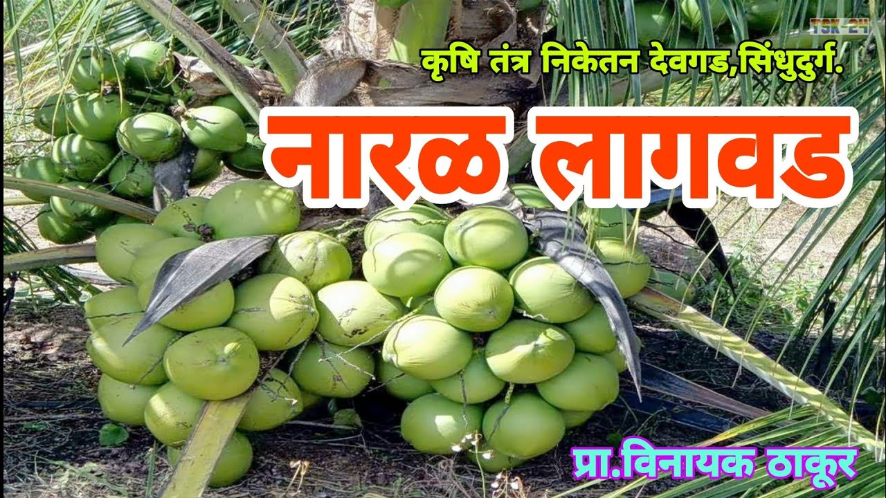 नारळ लागवड/naral laagvad Coconut plantation