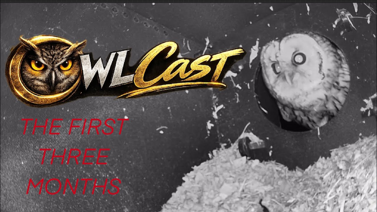 OWLCAST. THE FIRST 3 MONTHS