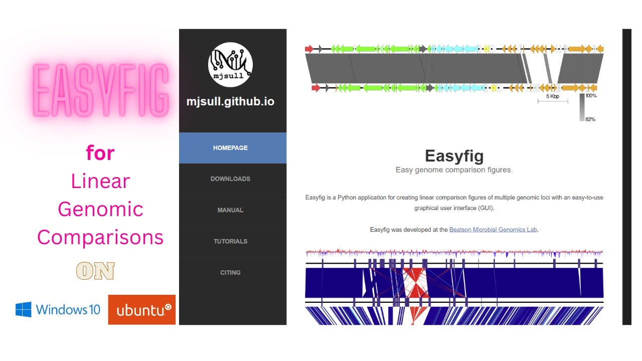 Easyfig analysis - Tutorial | On Windows and Ubuntu | linear genomic comparisons
