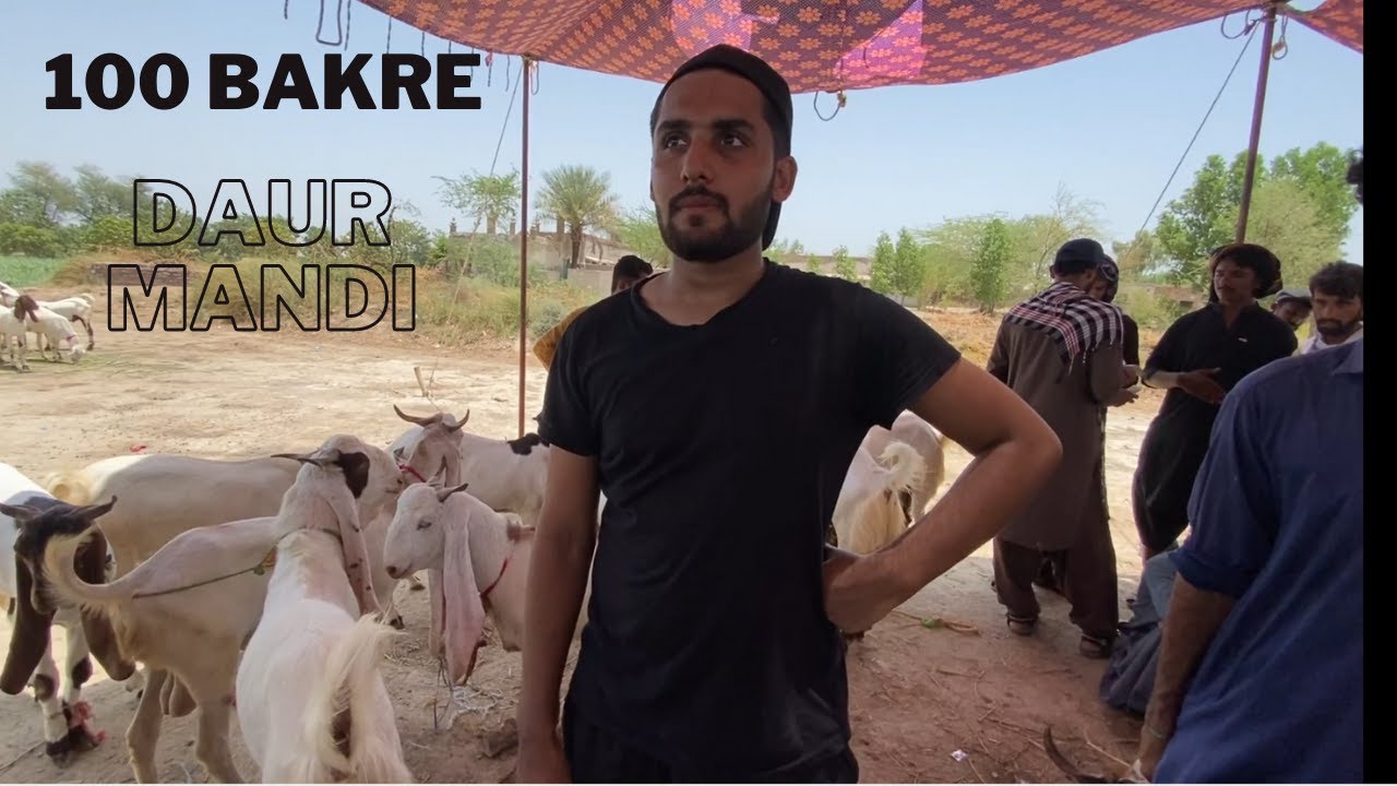 100 Bakre Kharid liye | DAUR MANDI SINDH