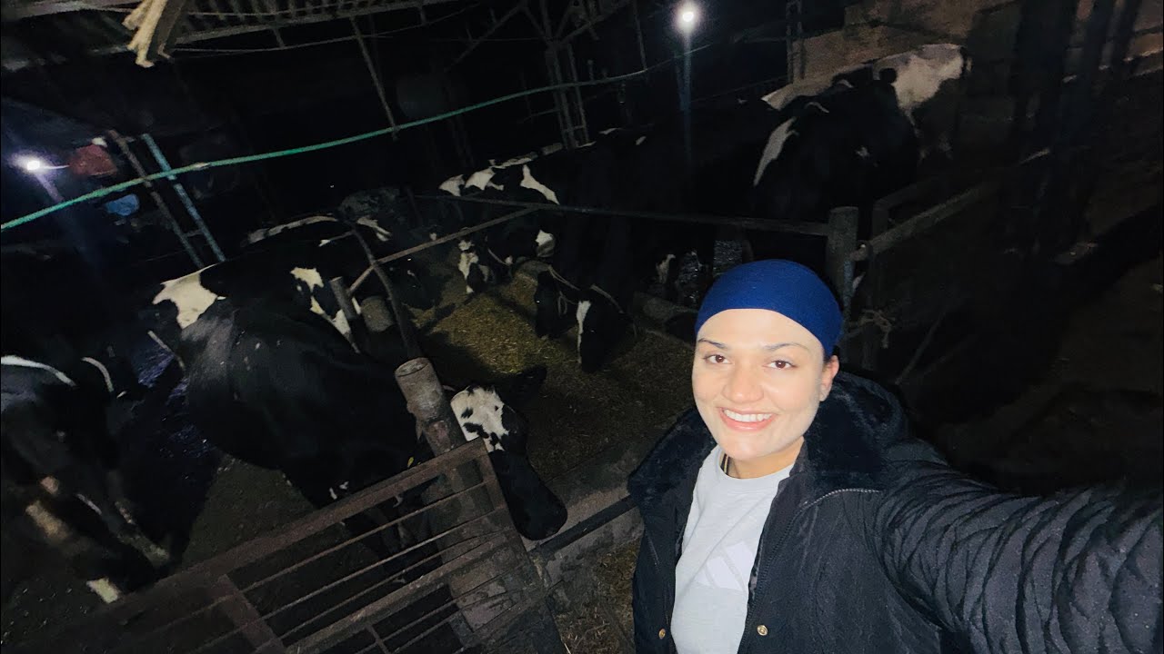 ਫਾਰਮ ਅਤੇ ਖੇਤ ਦੀ ਸੈਰ 🚶 dairy farm 🌸