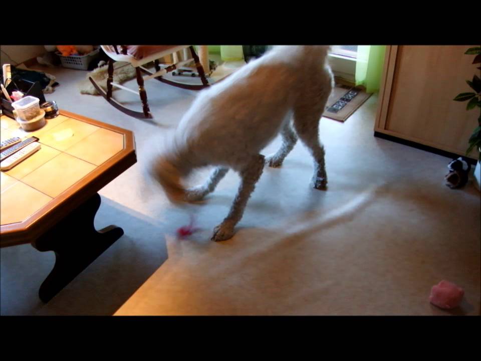 K&ouml;nigspudel Bambuli - Funny dog plays like a cat