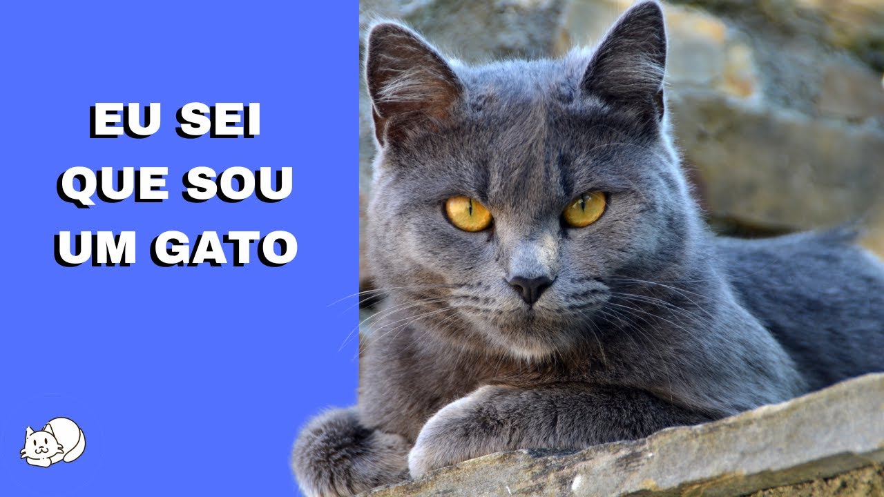TUDO SOBRE OS GATOS DA COR CINZA