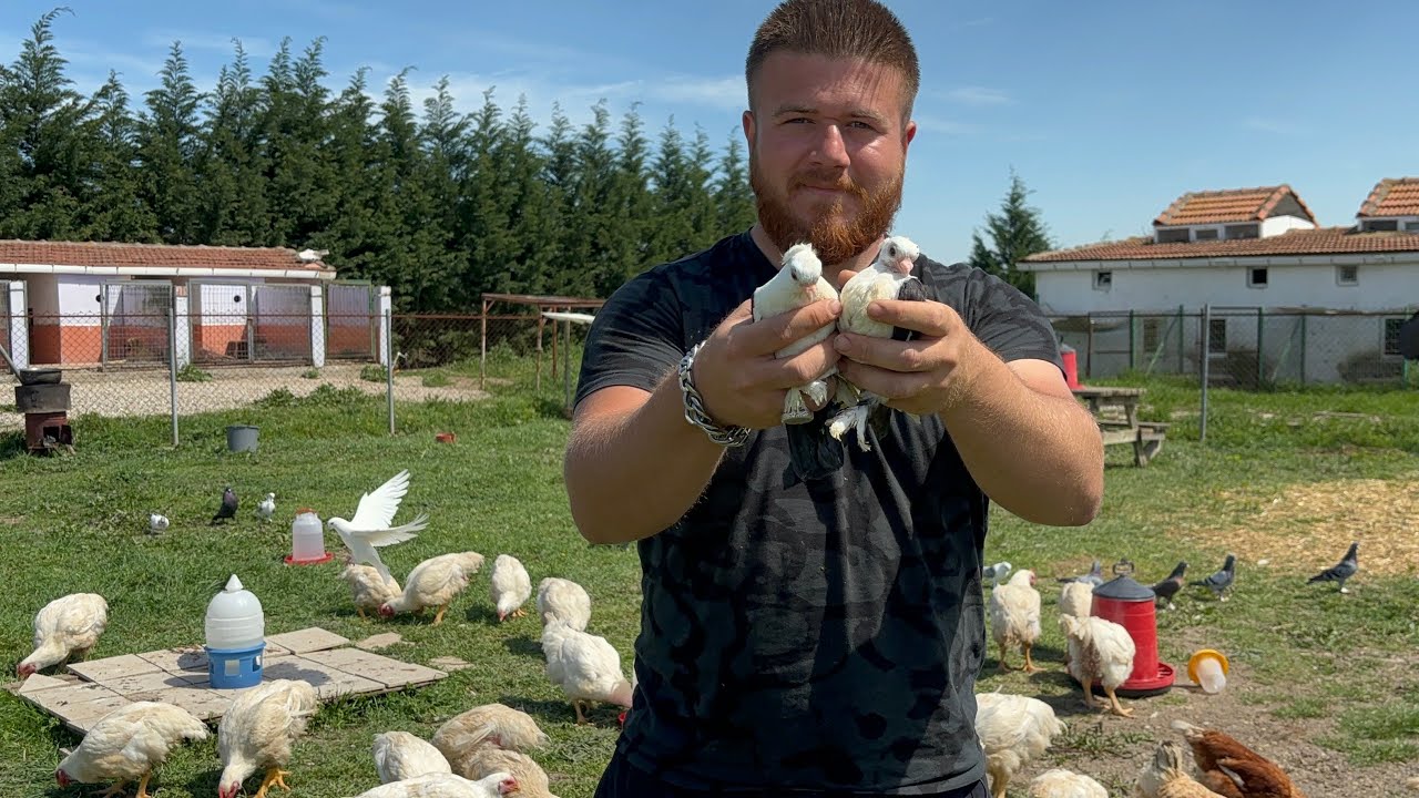 Yavru Güvercinlerin Son Durumuna Çok Şaşıracaksınız Hünkari Bango Taklacı