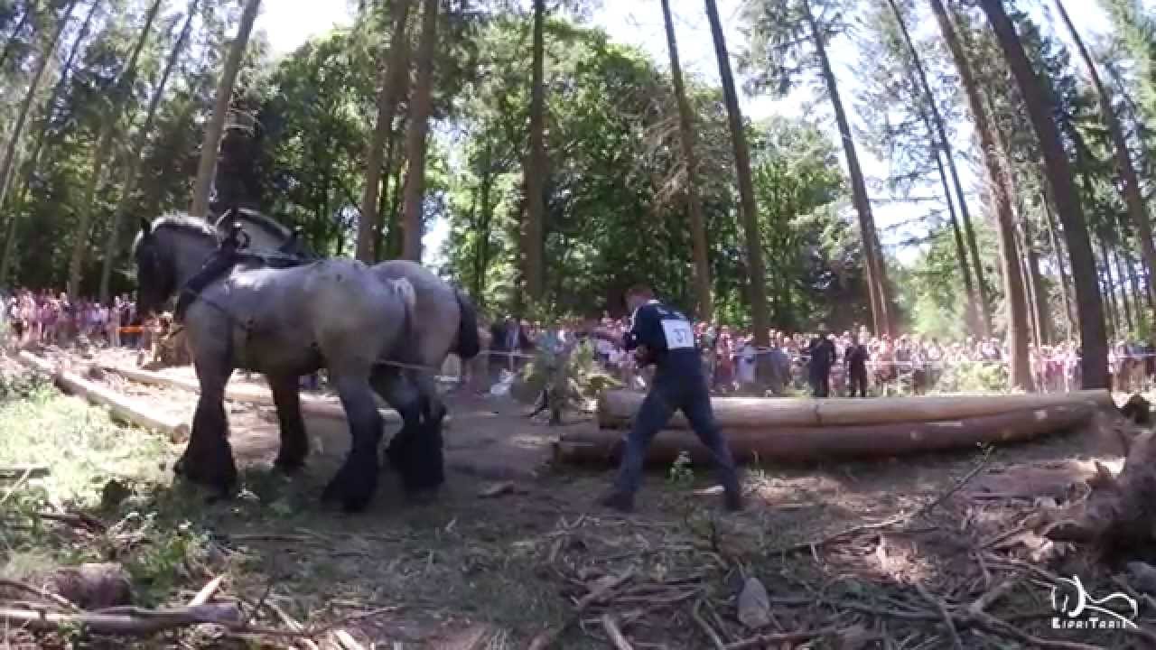 Euroforest 2014 - Championnats d'Europe de Débardage au Cheval