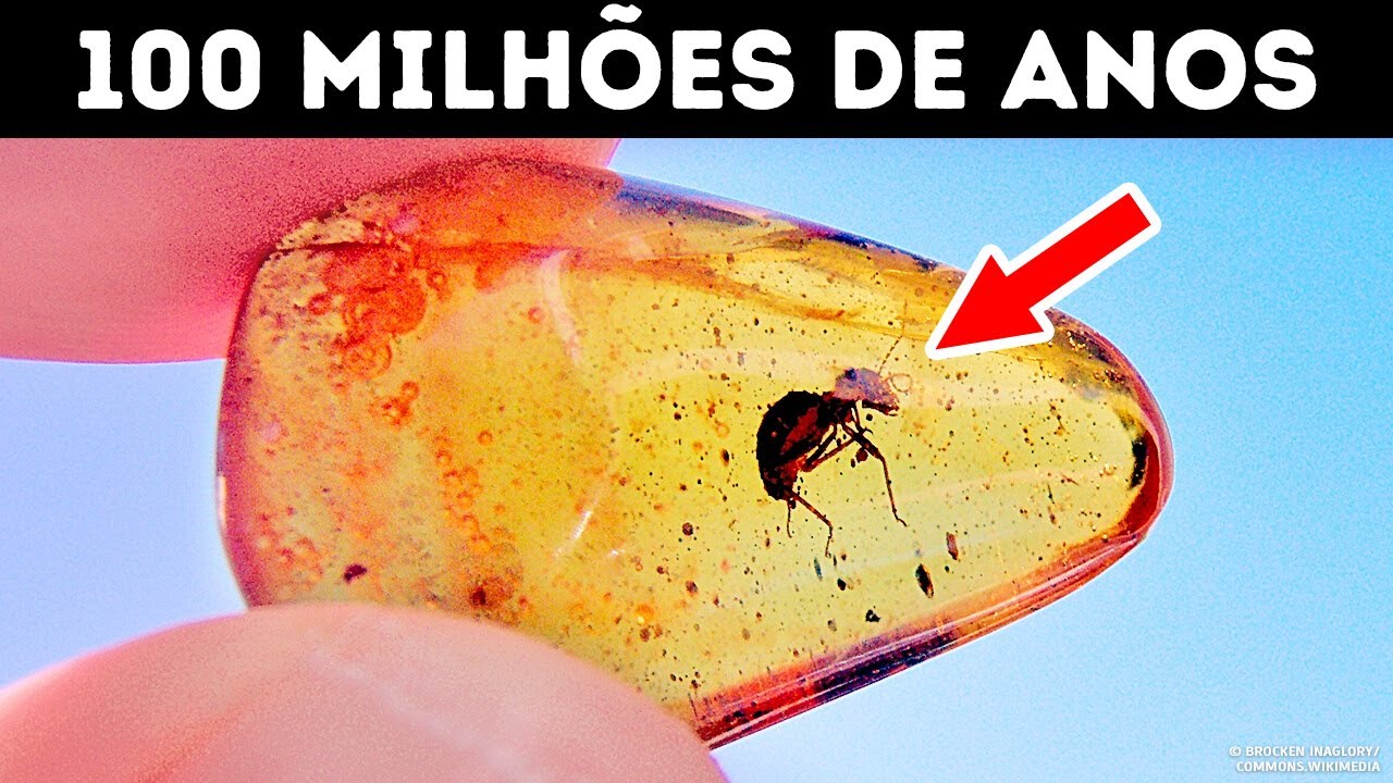 Parados No Tempo: Os Fósseis Mais Estranhos Já Descobertos em Âmbar