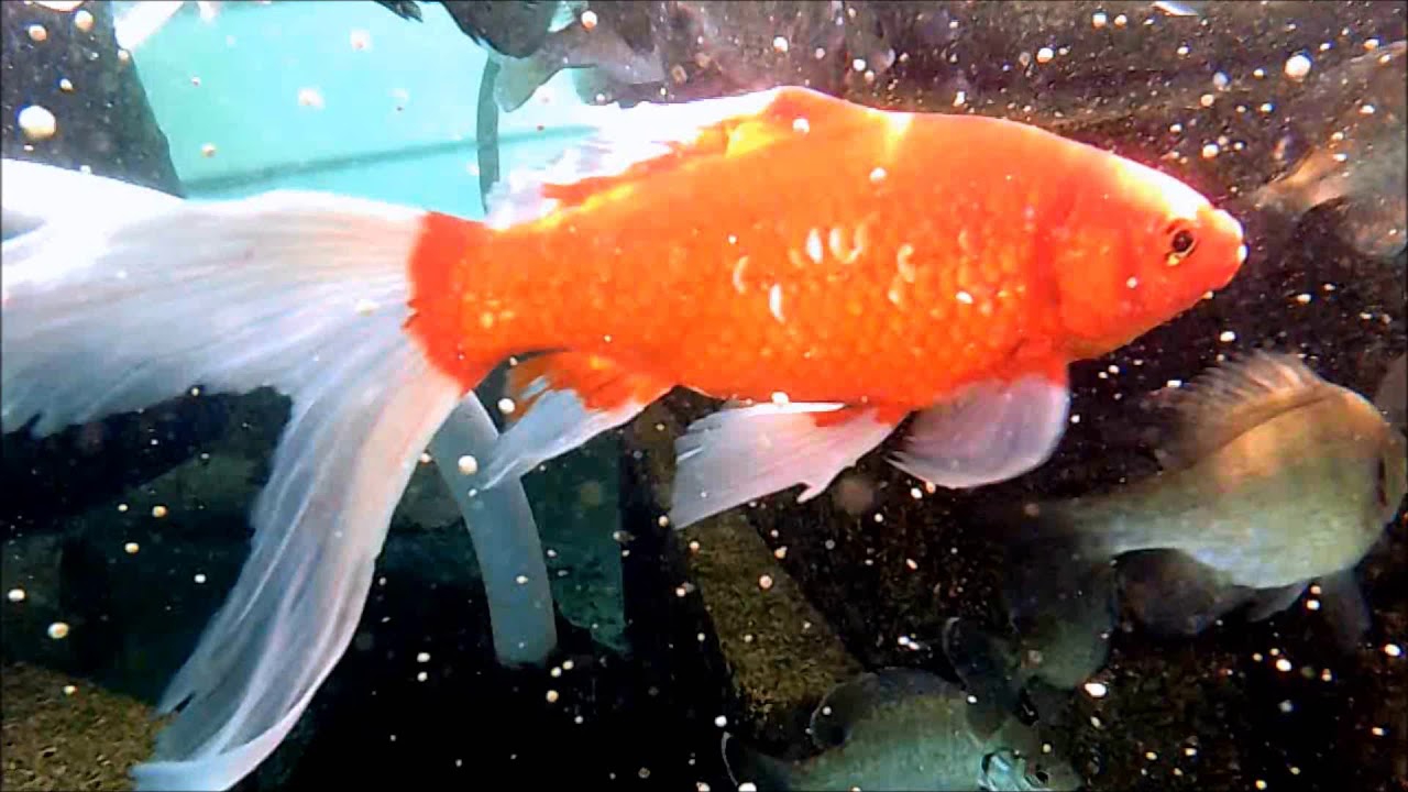 A tour of the 660 gallon aquaponics fishtank system