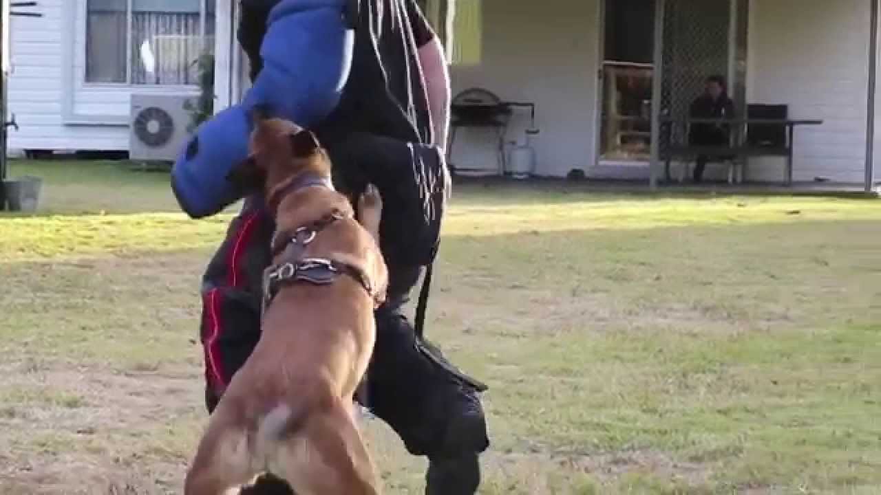 Herzhund Malinois Bite work
