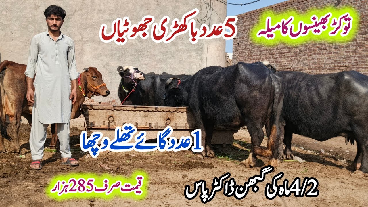 چاندشیخ تاندلیانوالہ|6باکھڑی بھینسیں|15مارچ2026|Pure Neli,Nili Ravi Buffalo forsale on ZafarAnimalTv