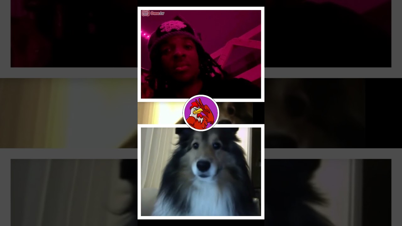 Cute Dog JUMPSCARE PRANK on Omegle, OmeTV! Part 5 #dogs #omegle #omegleprank #ometv