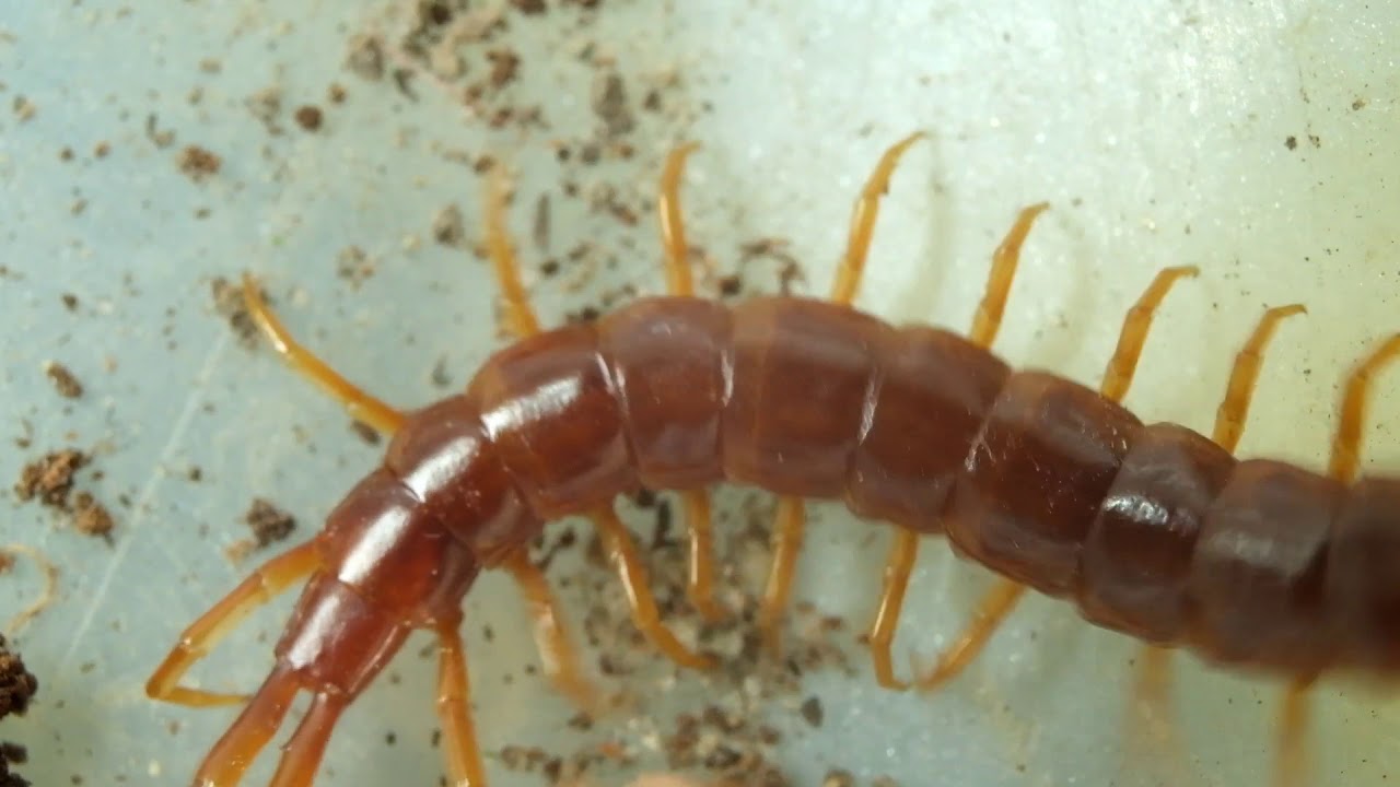 The Bark Centipede