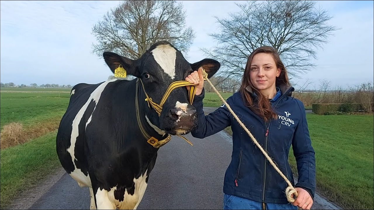 Vlog #10 Koe SHOWEN op KOEIENKEURING - De Zuidwesthoek en Fokkerijcommissie Dronten ll Boerin Geer