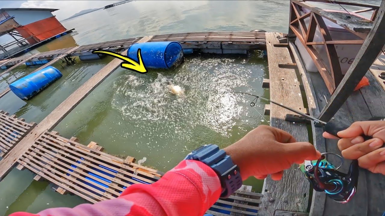 Kelong Ini SANGAT TERKENAL Dengan Siakap Putih!!