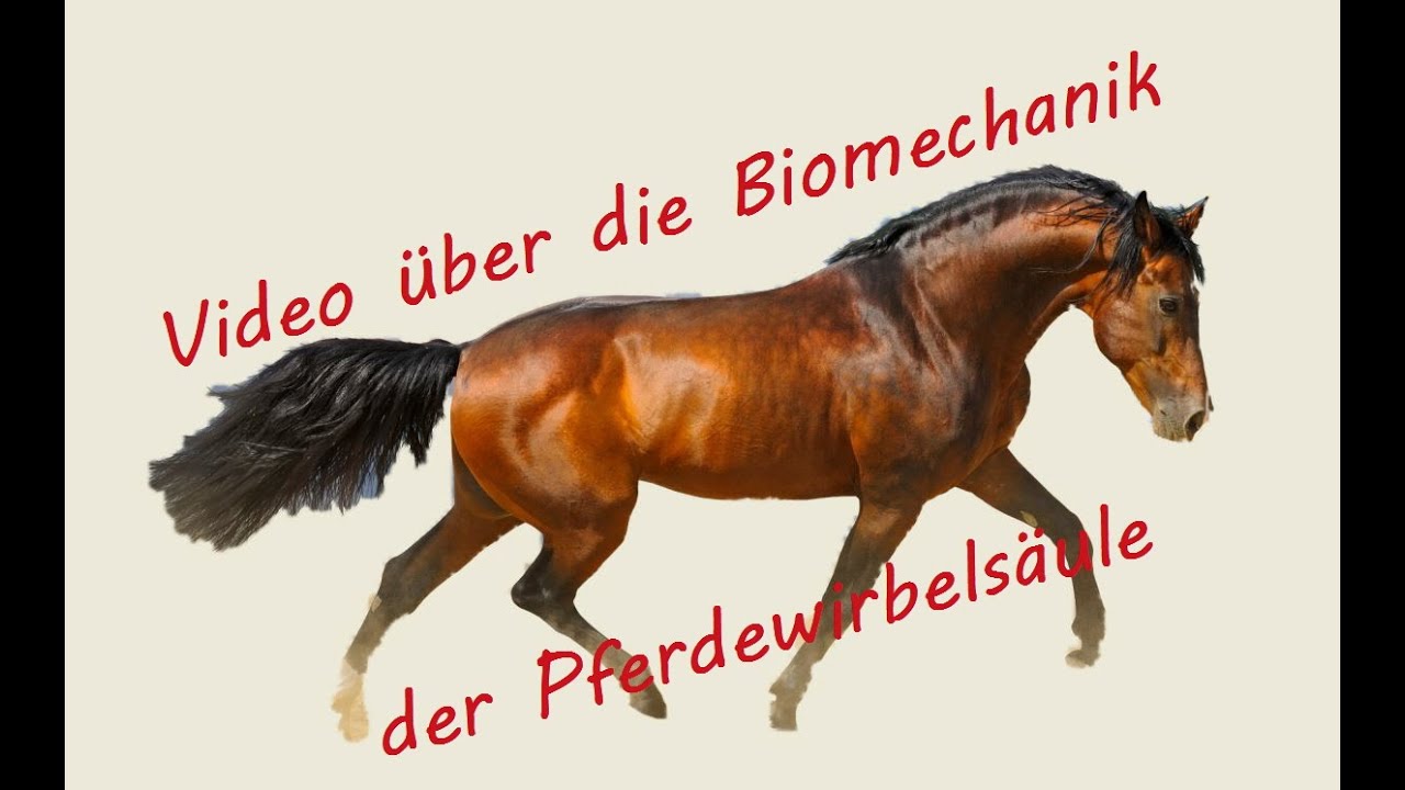 Biomechanik der Pferdewirbelsäule von Testa Sattelkonzept