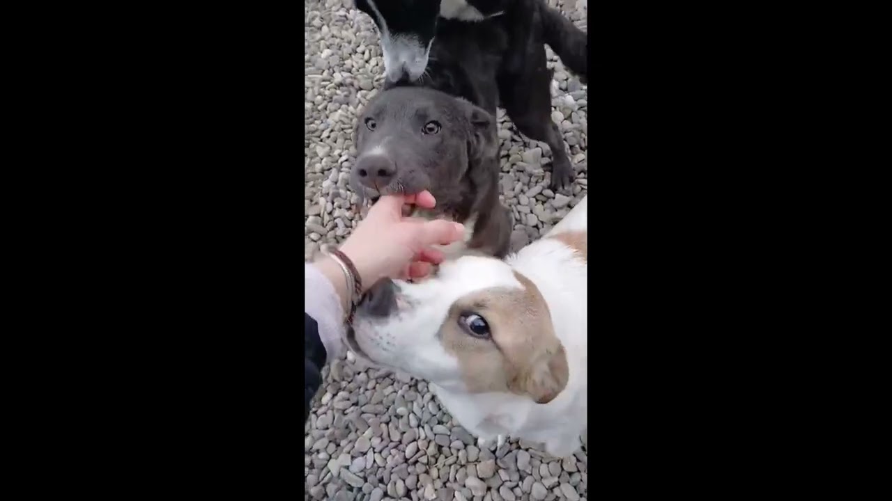 Wir suchen eine erfahrene, liebe Pflegefamilie mit Ersthund für unseren Odin🩵🐾🩵