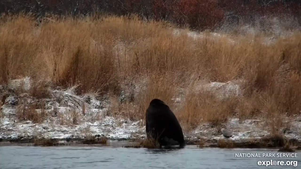 504M Pepperoni Roams the Lower River for Fish (explore.org KRV cam) 10.23.25