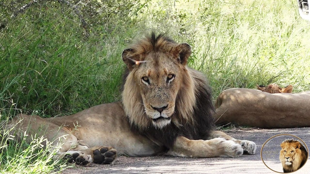 I Speak To A Sick Lion, See What Happens The Next Day
