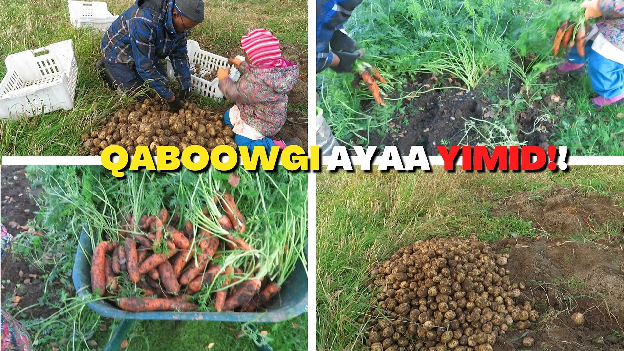 KHABOOW AYAAN KA KALA CARARNAY!