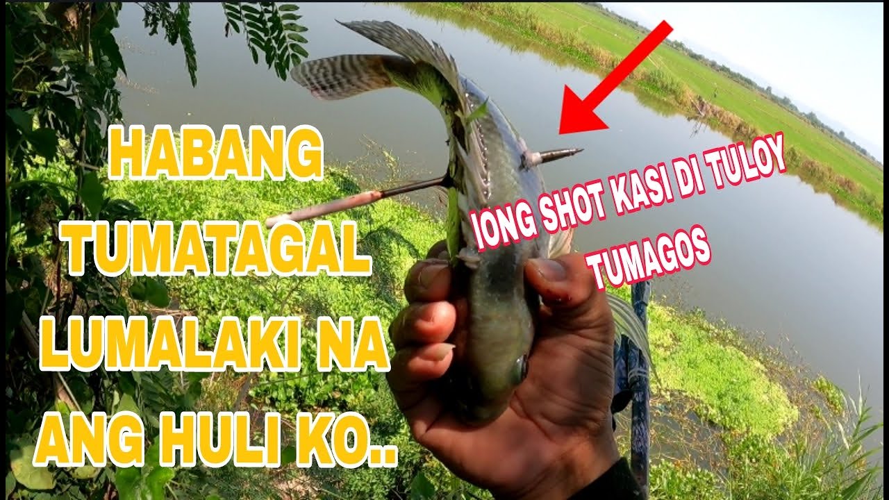 HABANG TUMATAGAL AKO LUMALAKI ANG NAHUHULI KO /Airgun Fishing /Fishgunerong Madiskarte