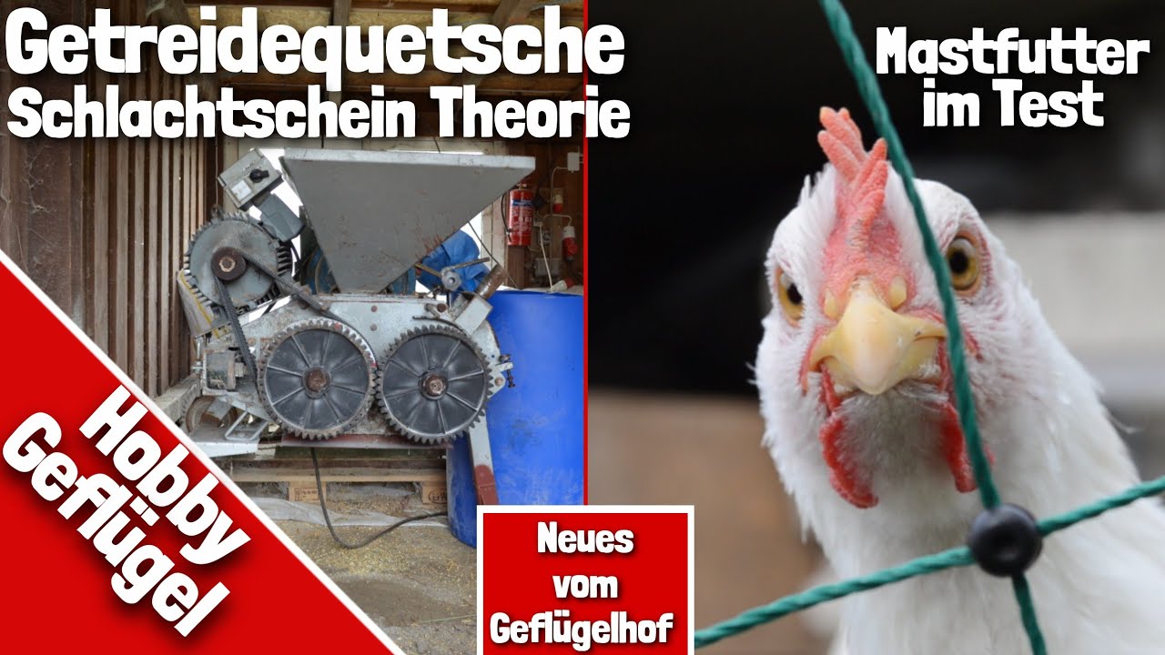 Schlachtschein Theorie | Getreidequetsche | Eigenes Mastfutter im Test